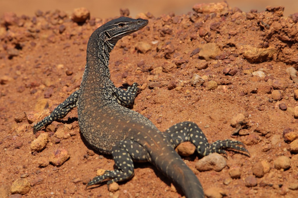 Carpet Python and Banksias