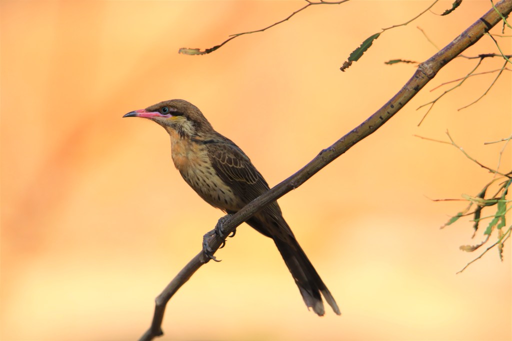 Wildlife Larapinta Trail