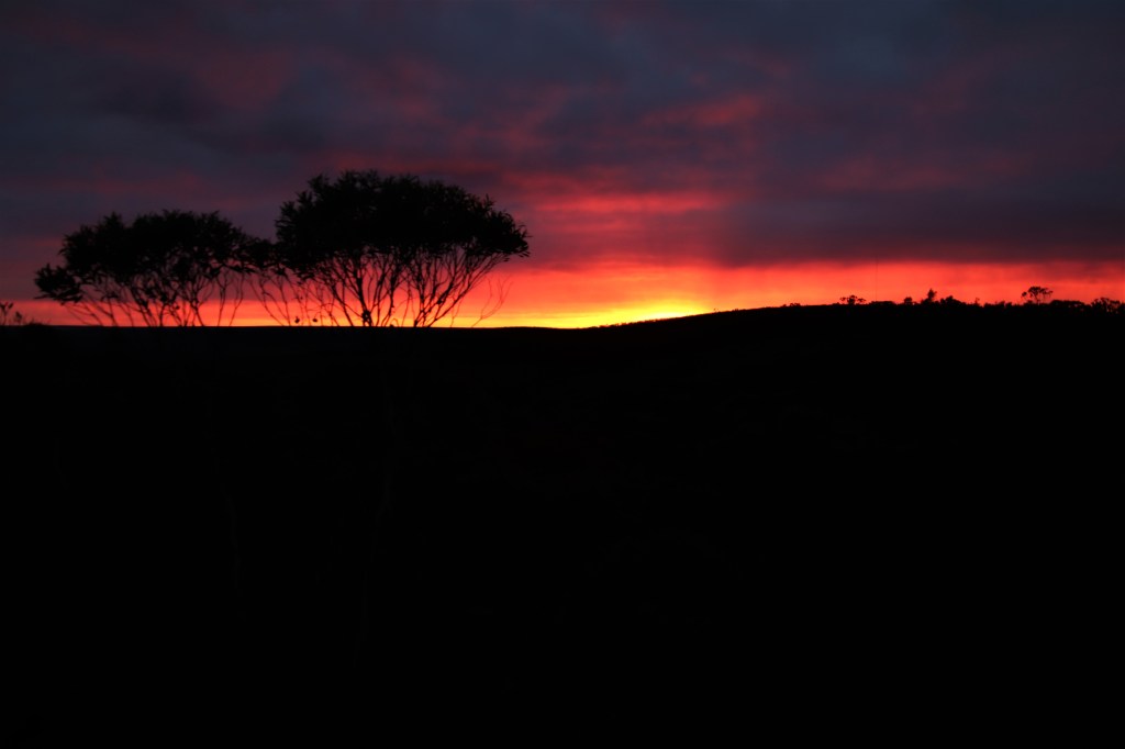 Carpet Python and Banksias