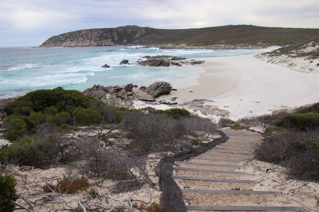 Carpet Python and Banksias