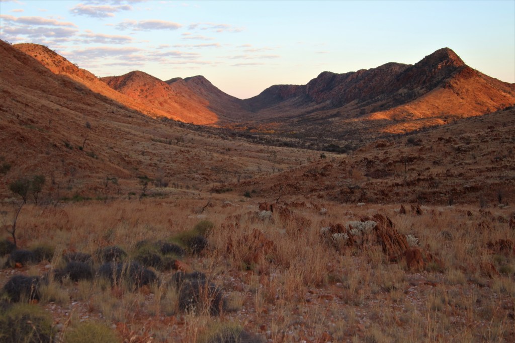 Wildlife Larapinta Trail