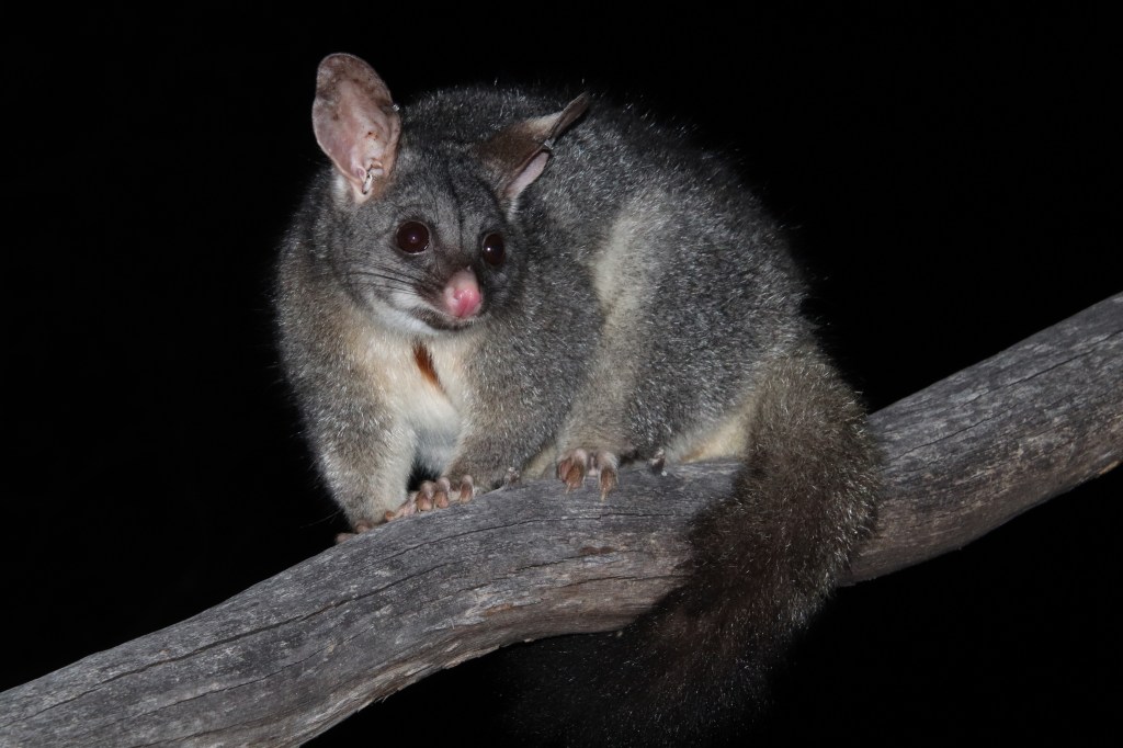 Woylie Sandalwood Plantation Dryandra Woodland