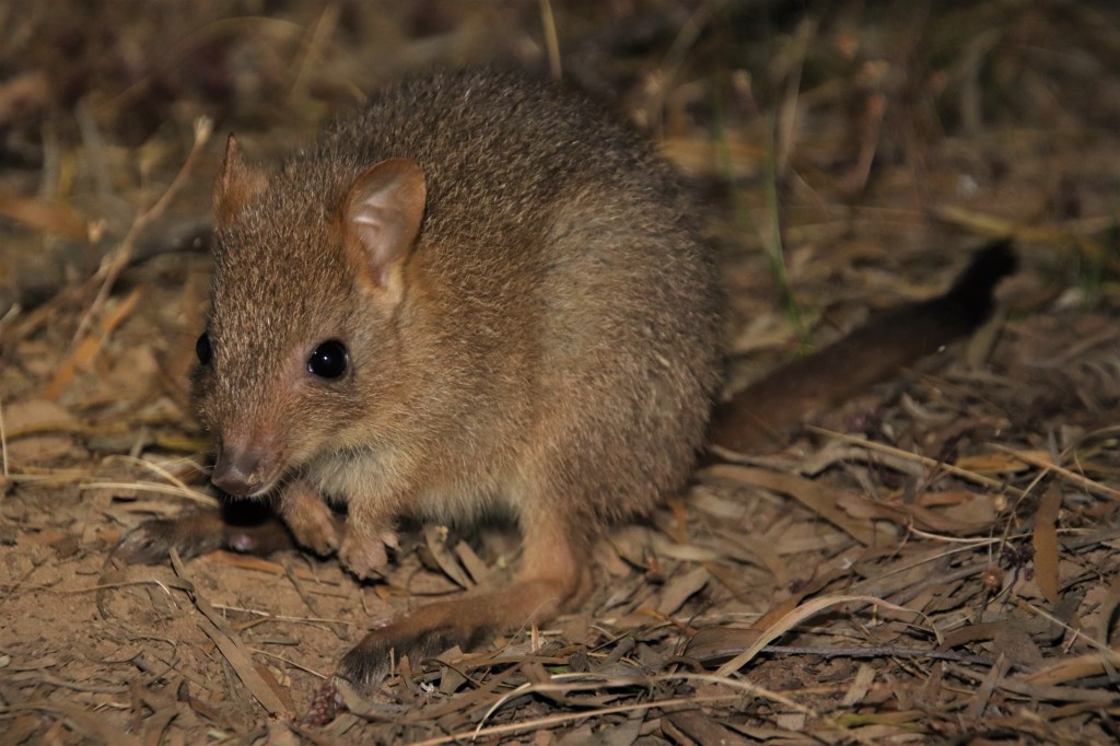Woylie Sandalwood Plantation Dryandra Woodland