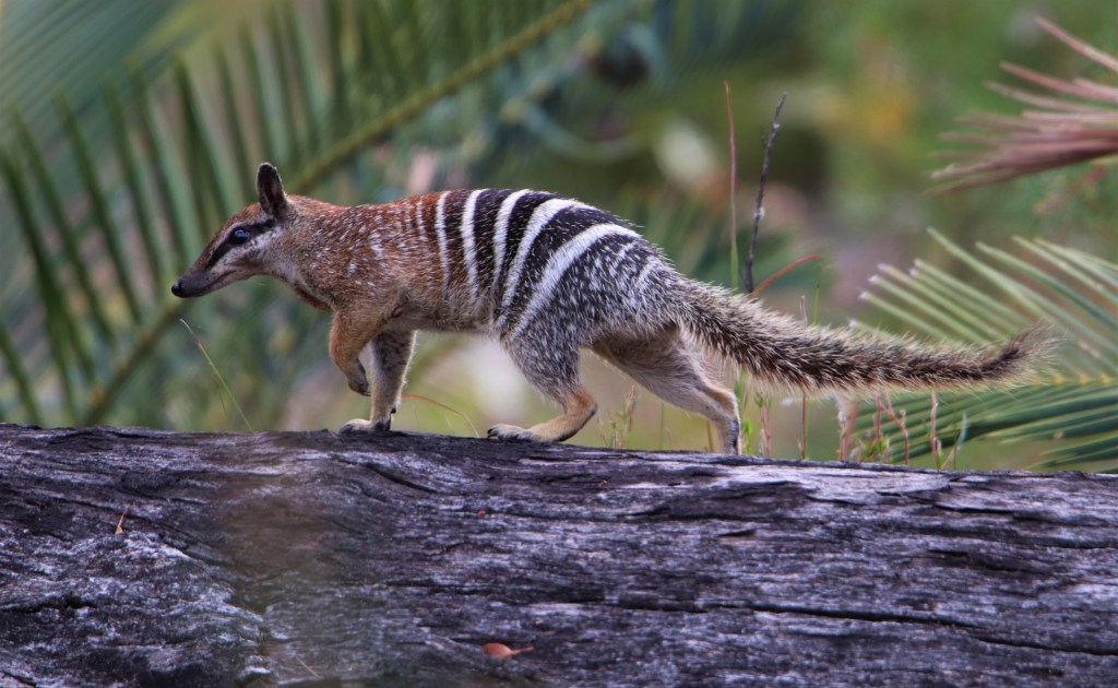 Marsupial Magic at Perup