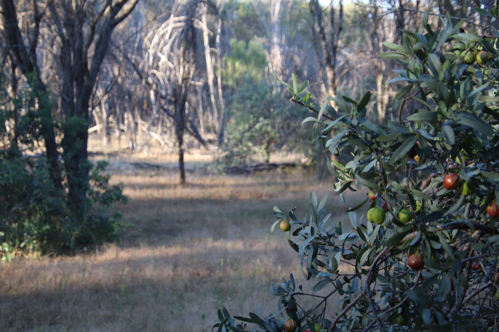 Woylie Sandalwood Plantation Dryandra Woodland