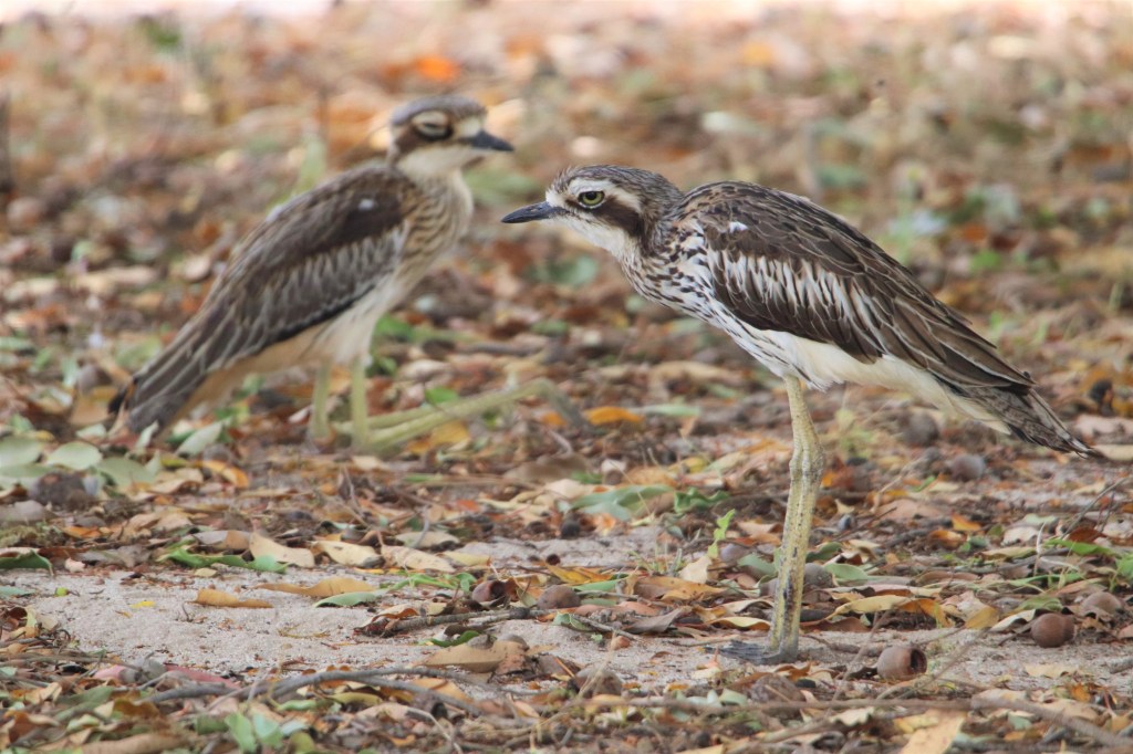 Woylie Sandalwood Plantation Dryandra Woodland