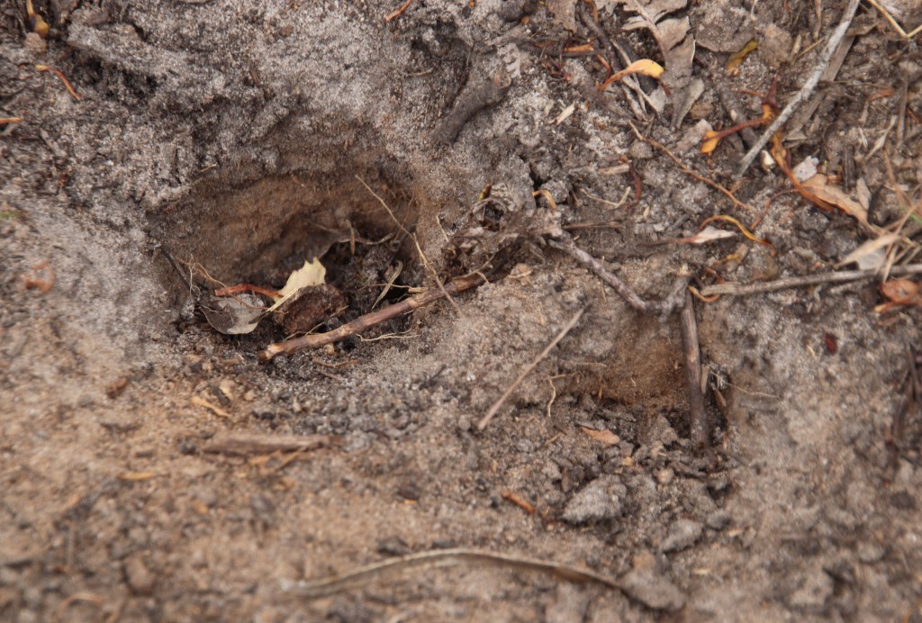 Woylie Sandalwood Plantation Dryandra Woodland