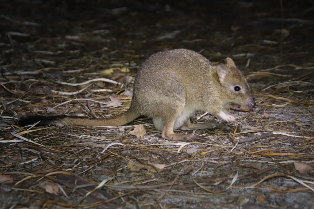 Marsupial Magic at Perup