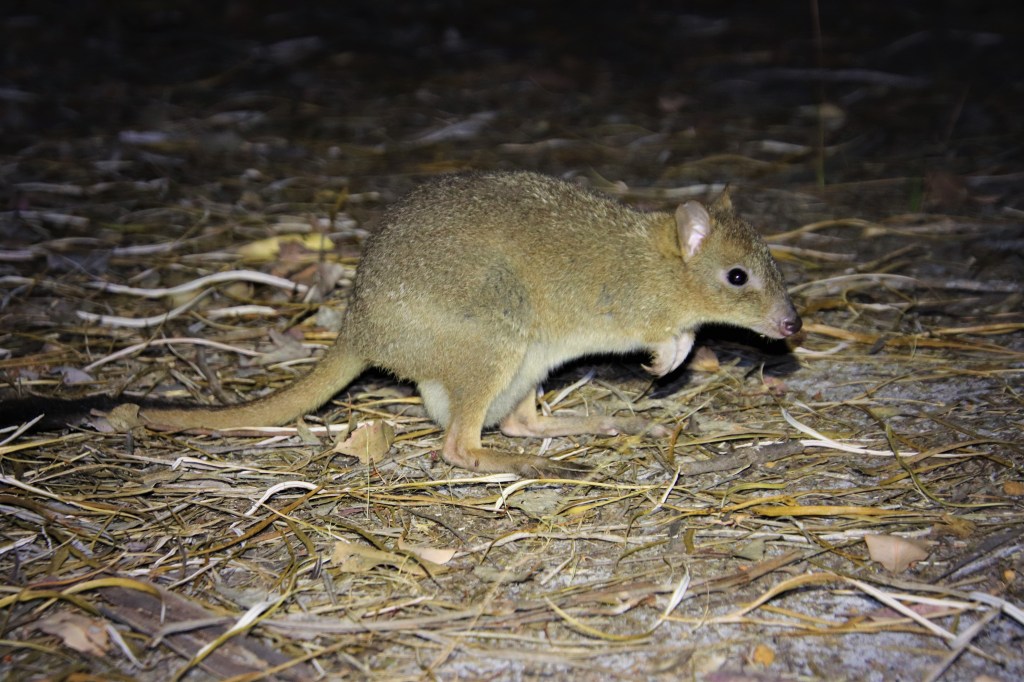 Woylie Sandalwood Plantation Dryandra Woodland