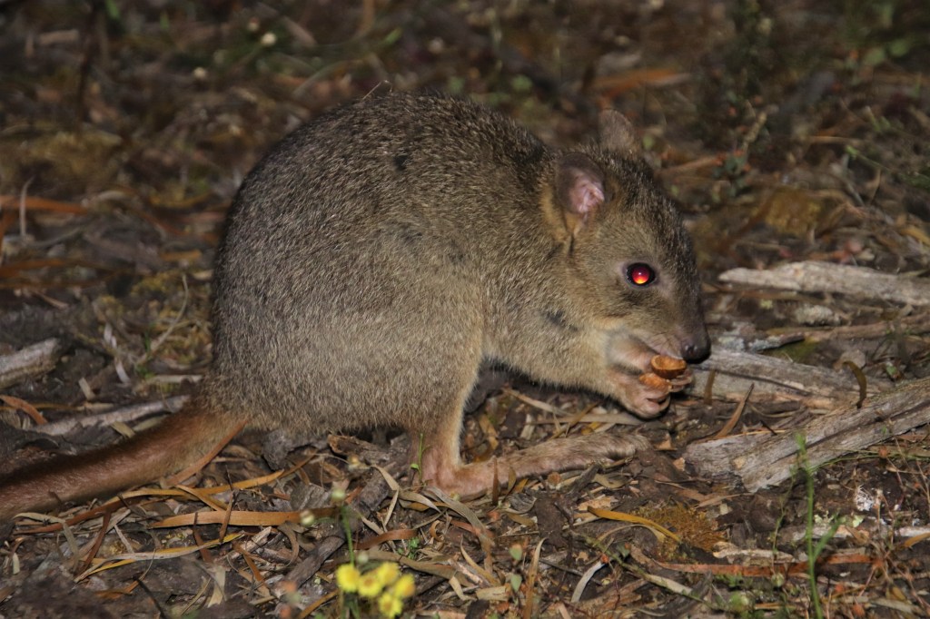 Woylie Sandalwood Plantation Dryandra Woodland