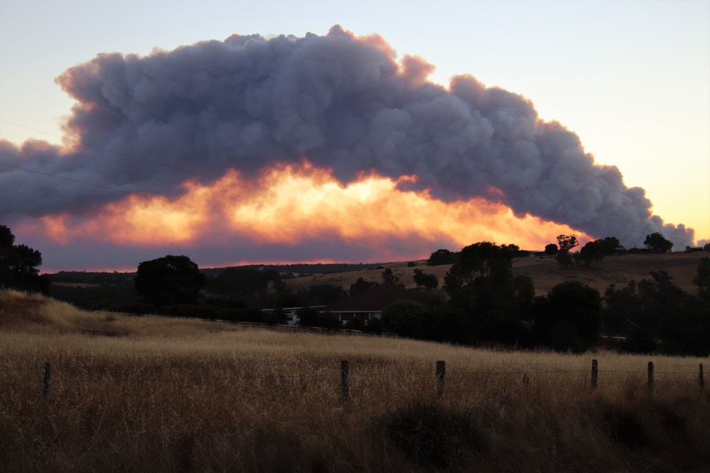 Marsupial Magic at Perup