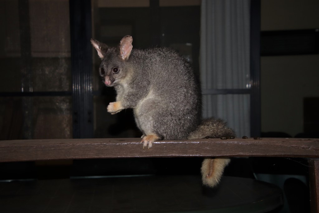 Marsupial Magic at Perup