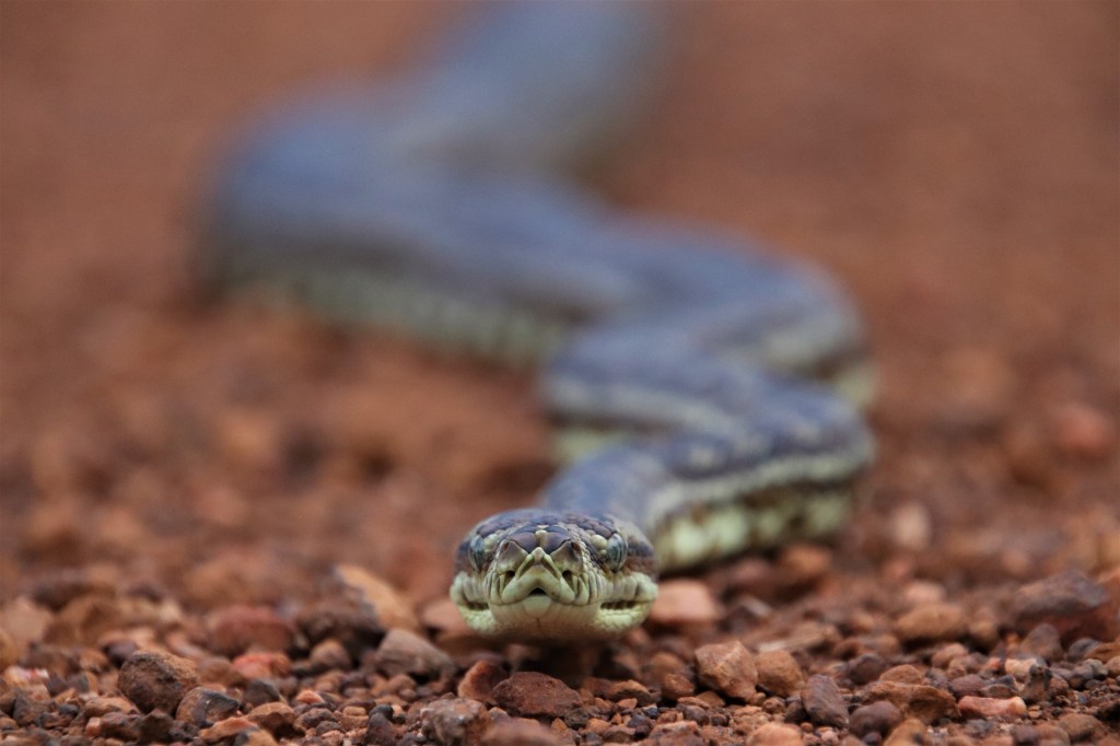 Carpet Python and Banksias