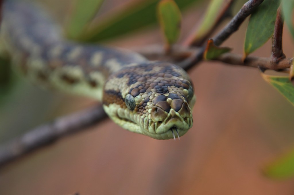 Carpet Python and Banksias