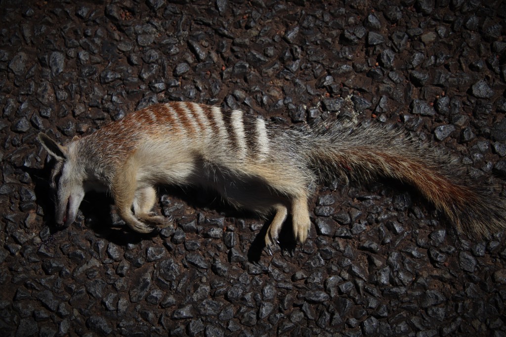 Marsupial Magic at Perup