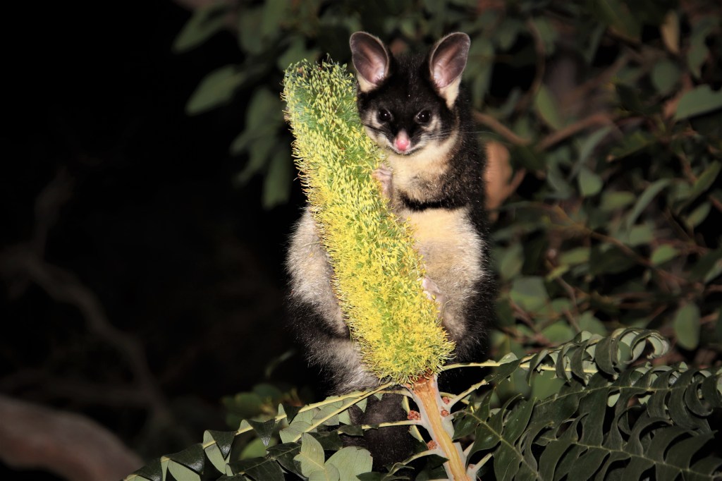 Marsupial Magic at Perup