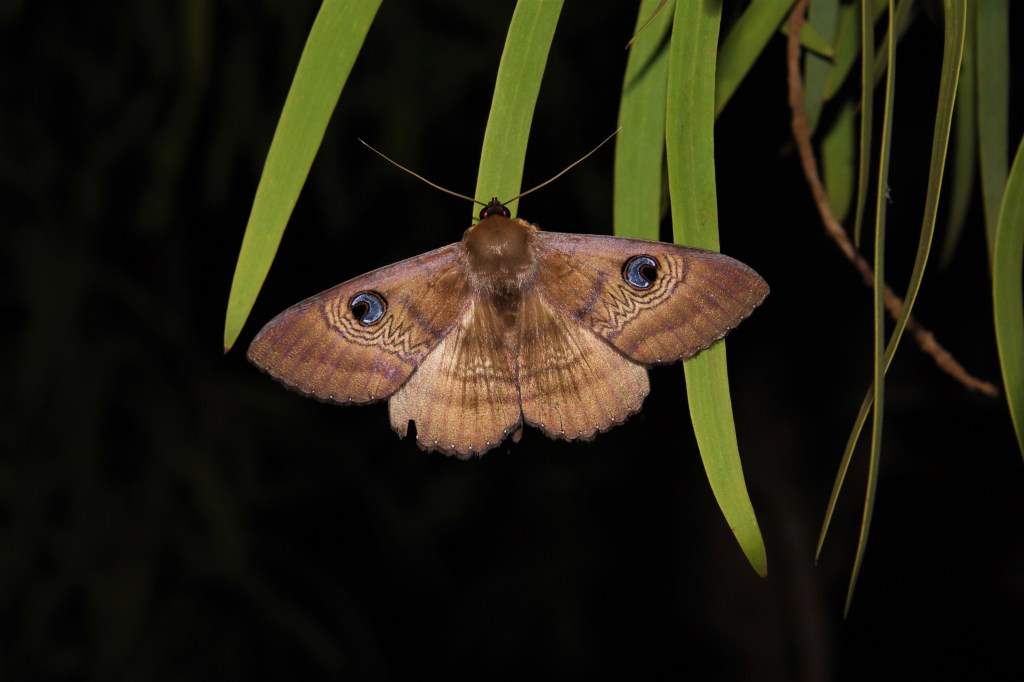 Marsupial Magic at Perup