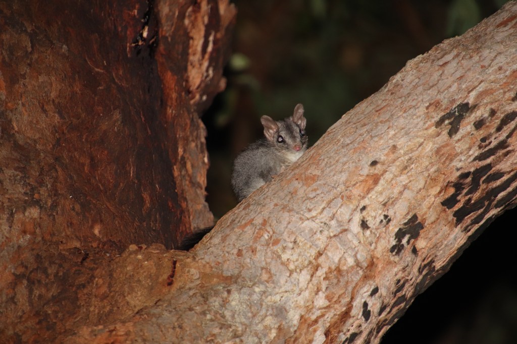 Marsupial Magic at Perup