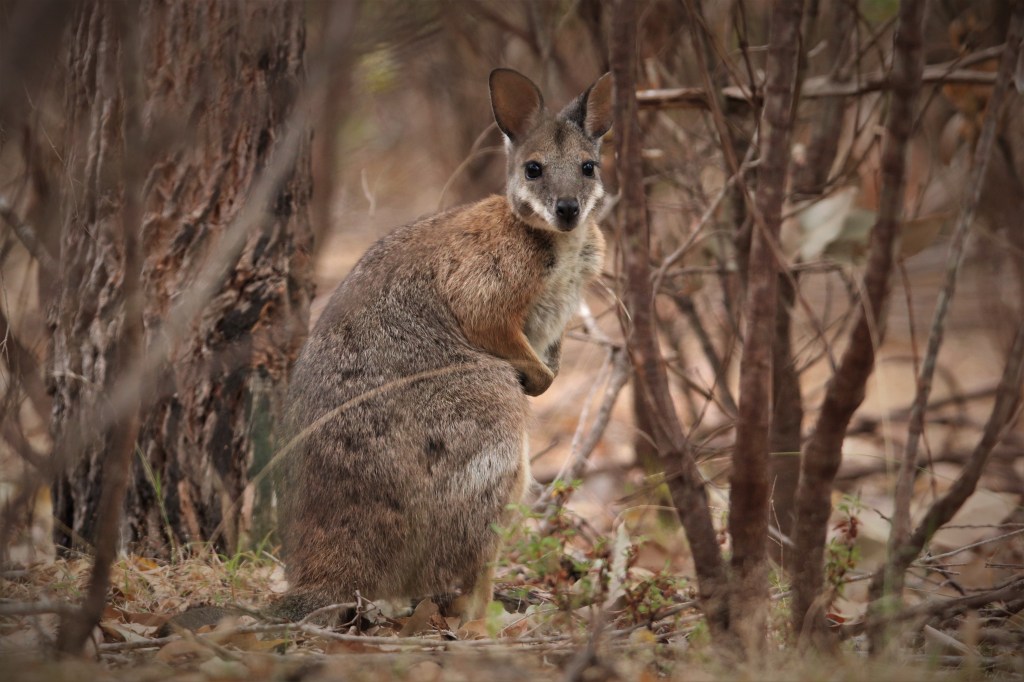 Marsupial Magic at Perup