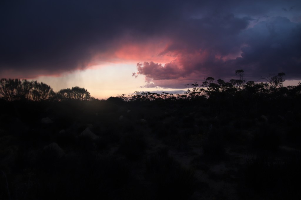 Carpet Python and Banksias