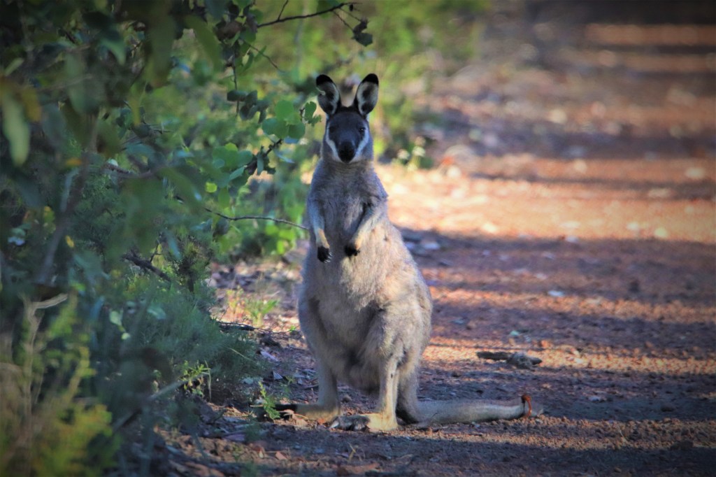 Marsupial Magic at Perup
