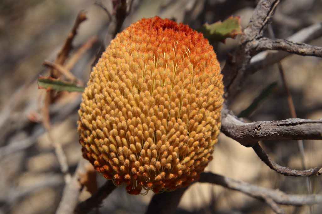 Banksia