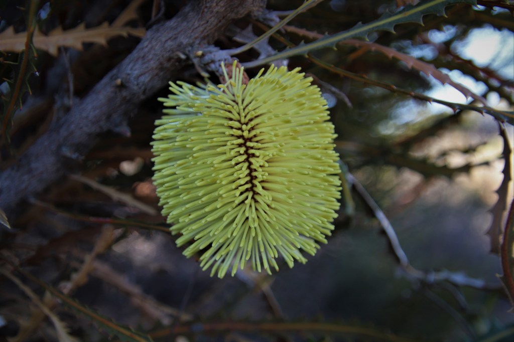 Banksia