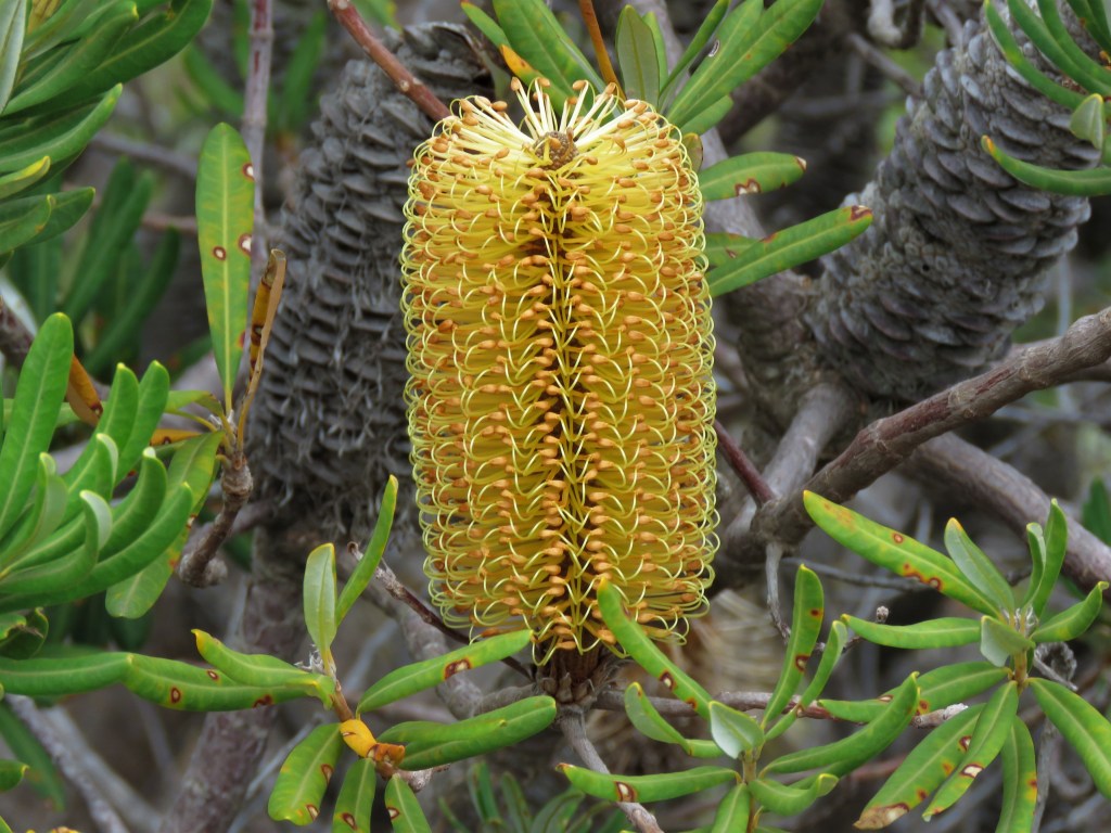 Banksia