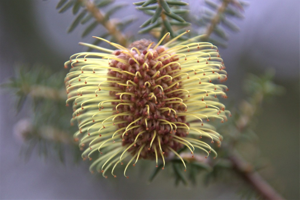 Banksia