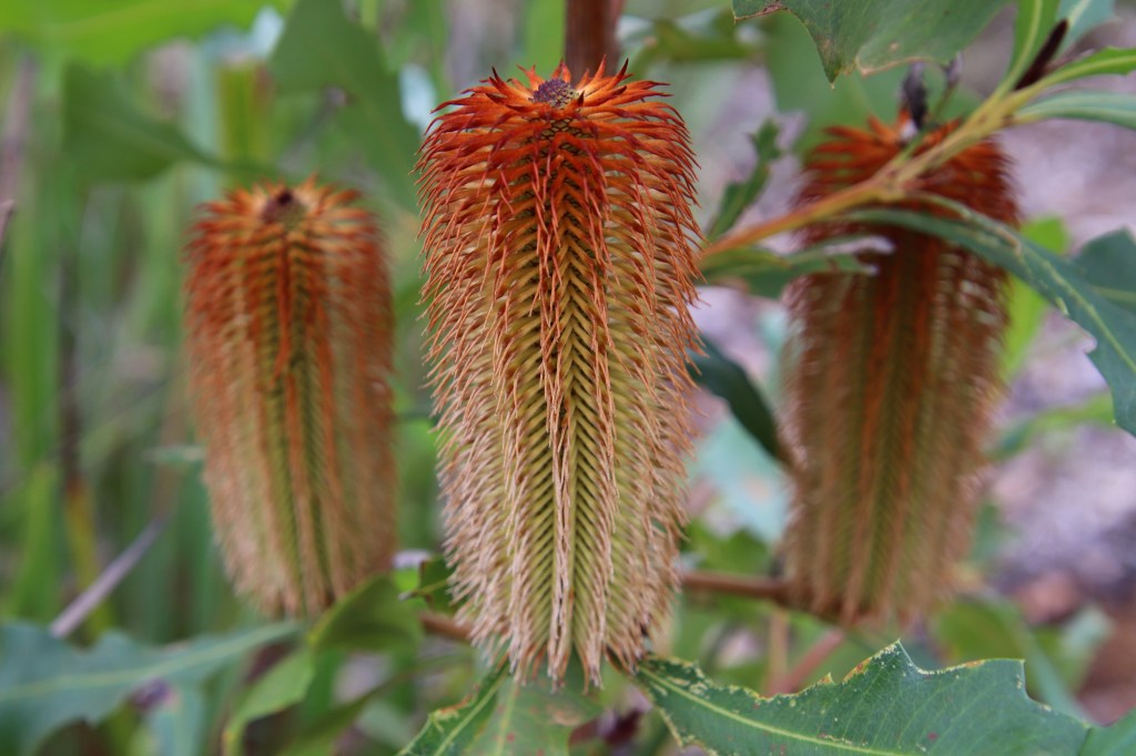 Banksia