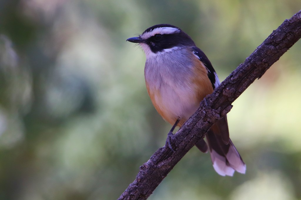 Wildlife in Outback Queensland