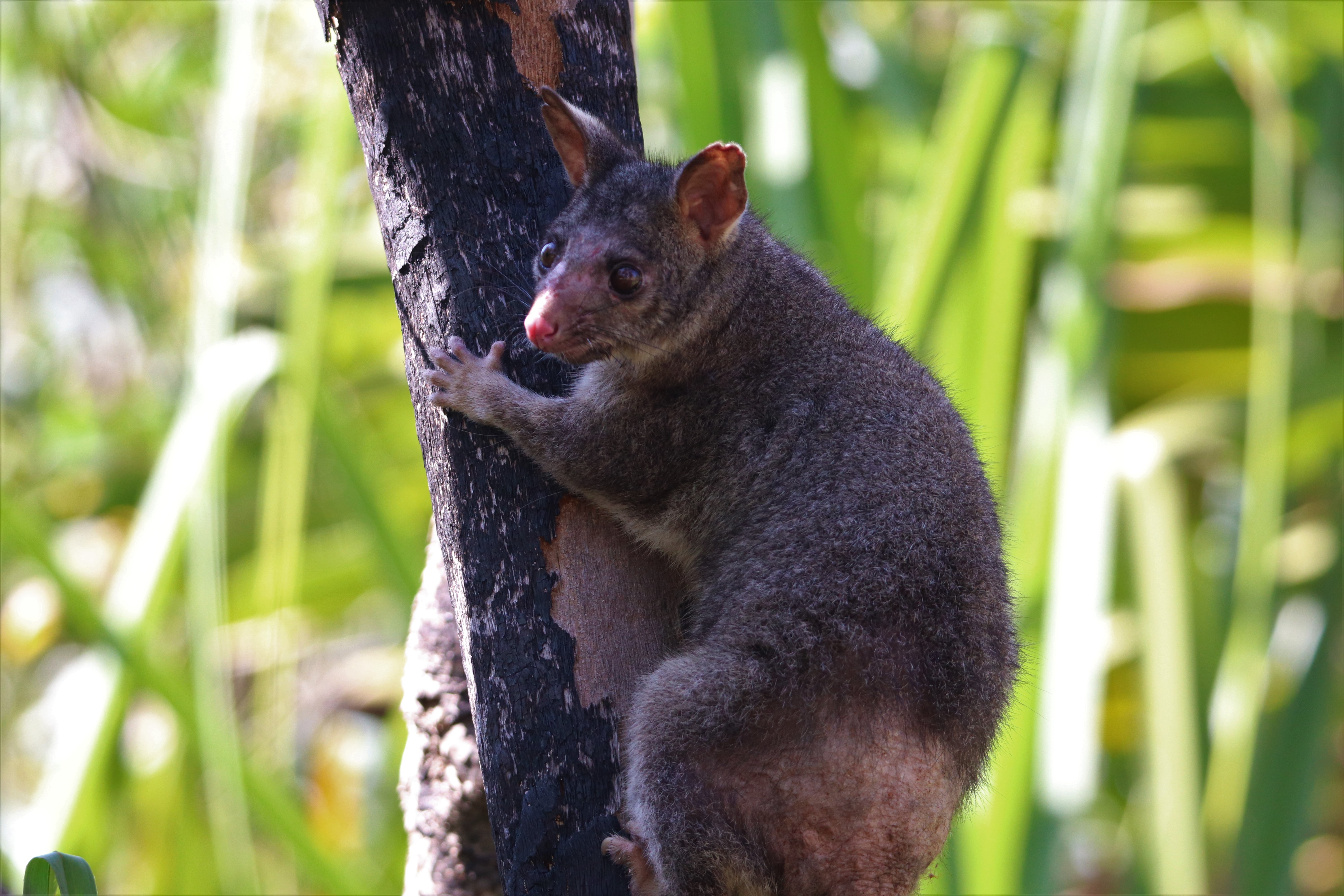 Northern Australia Part 1- Wildlife Around Darwin – Quolling Around