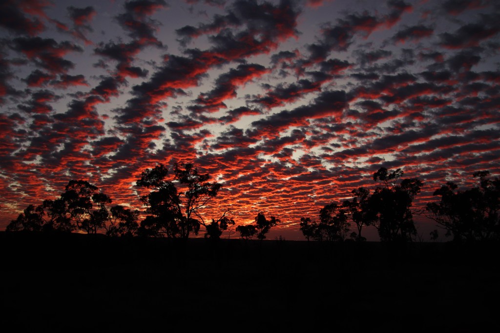 Wildlife in Outback Queensland