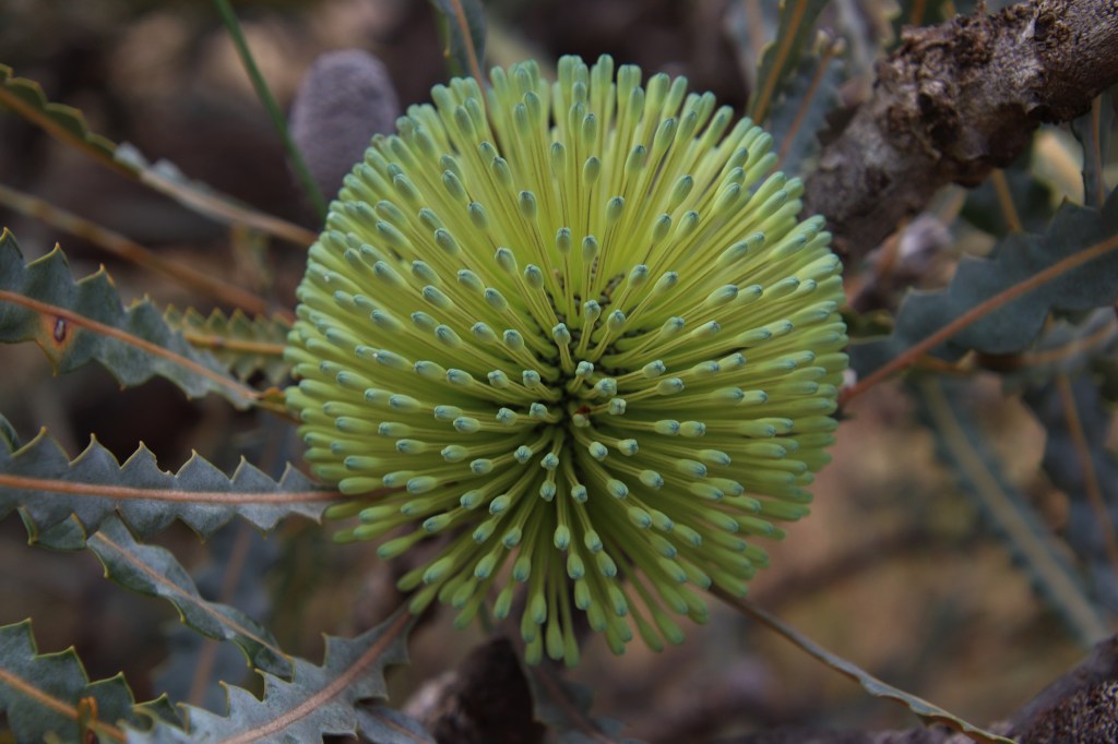 Elegant Banksia