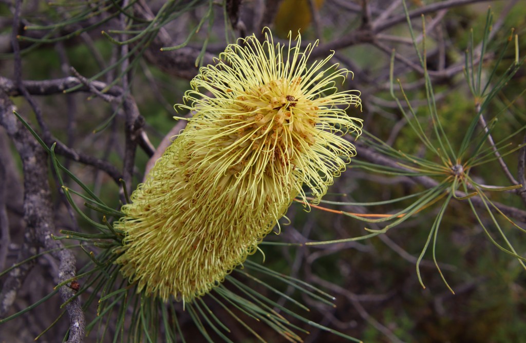 Pine Banksia