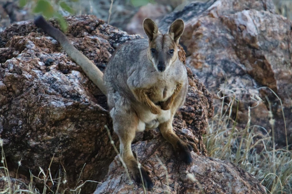 Wildlife in Outback Queensland
