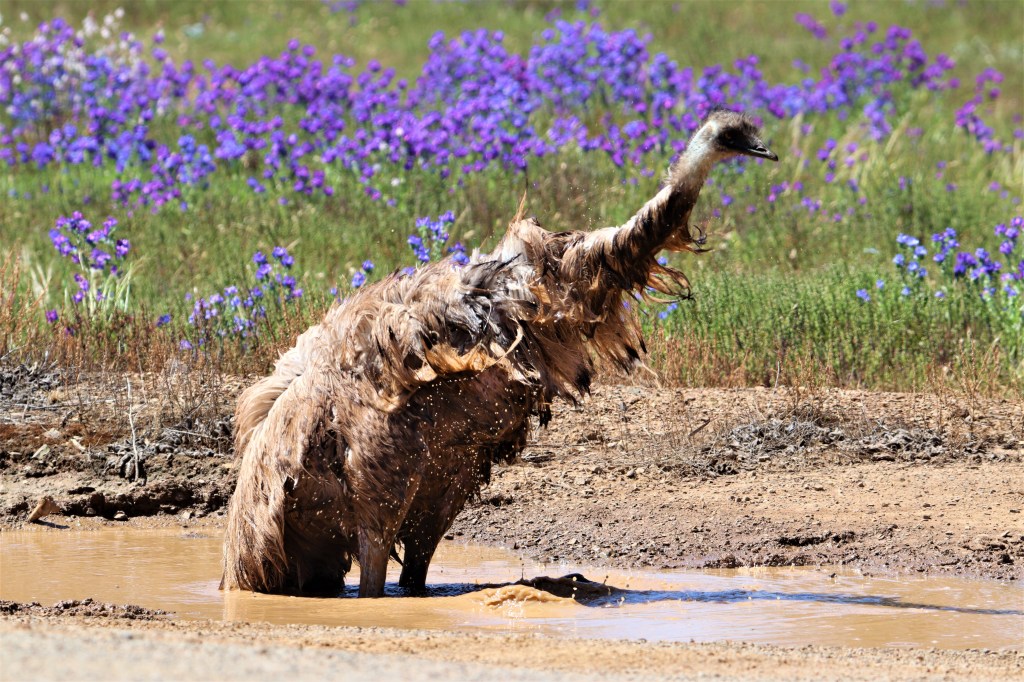 Yellow-footed Rock Wallaby