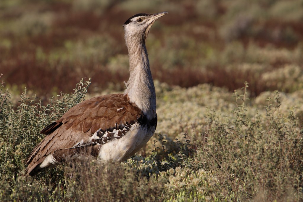 Southern Hairy nosed Wombat