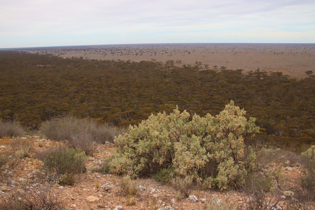 Crossing the Nullarbor