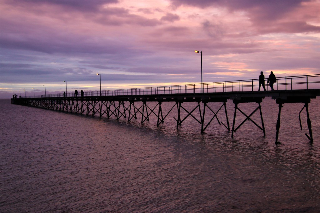 Southern Hairy nosed Wombat
