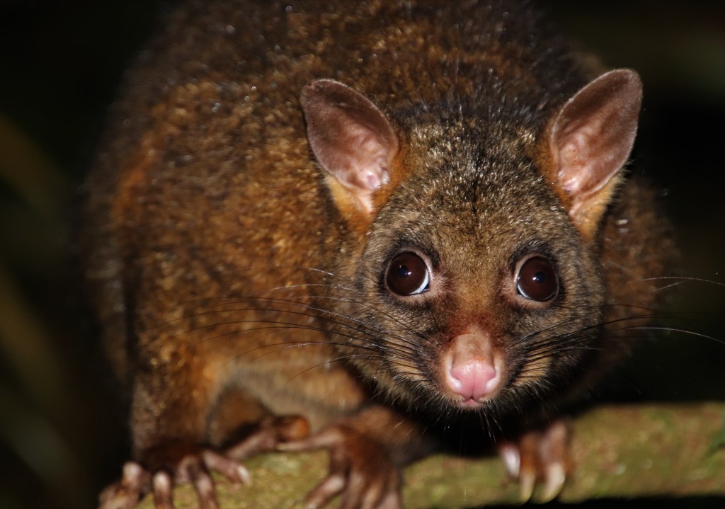 Wildlife Atherton Tablelands