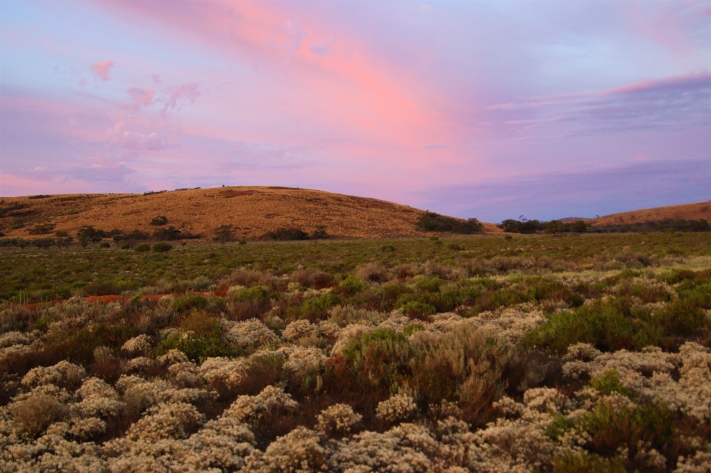 Southern Hairy nosed Wombat