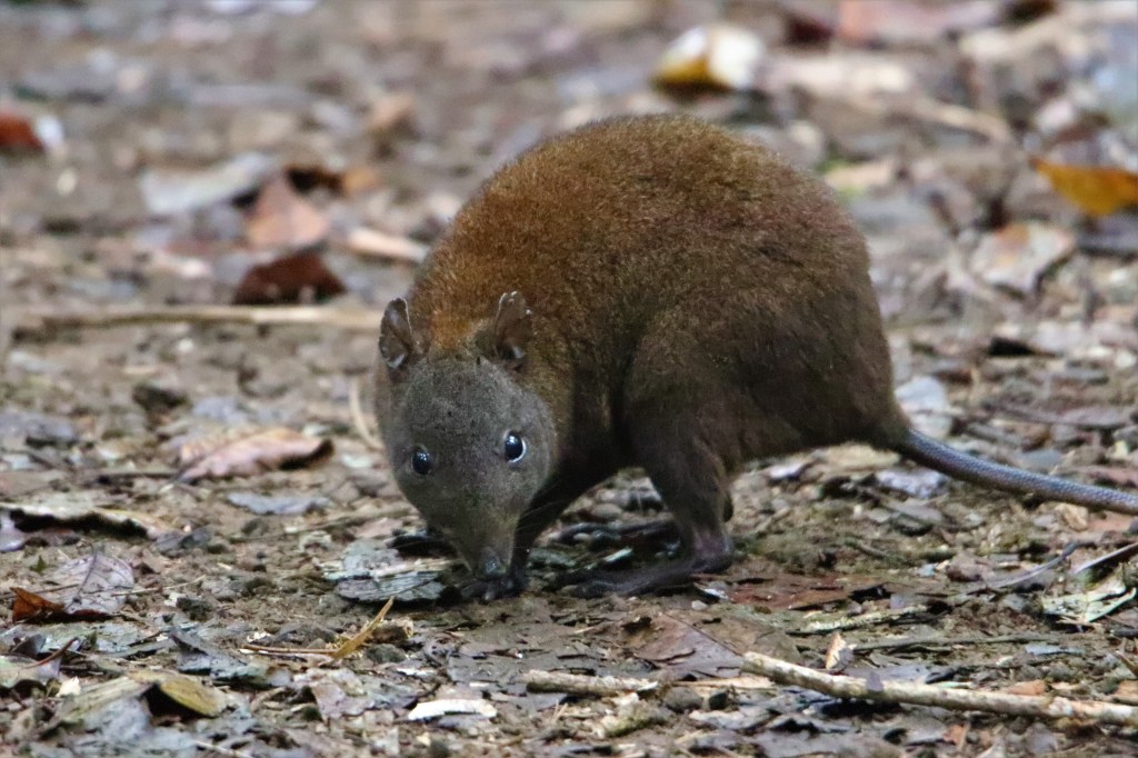 Wildlife Atherton Tablelands