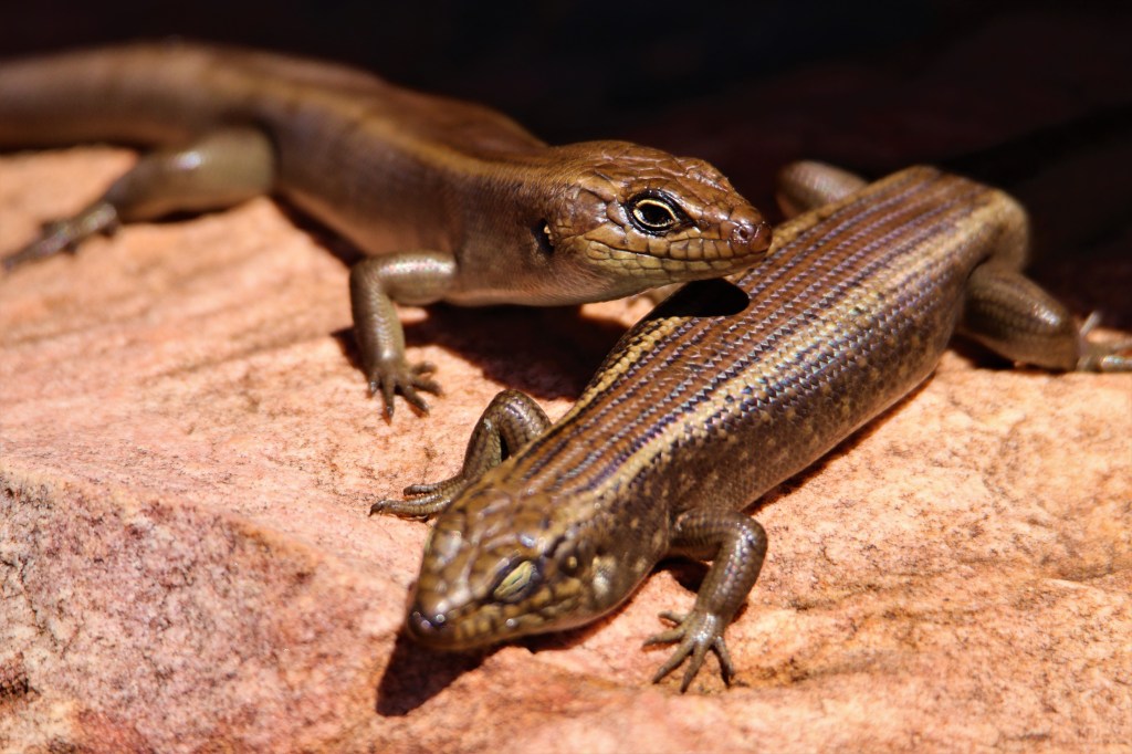 Yellow-footed Rock Wallaby