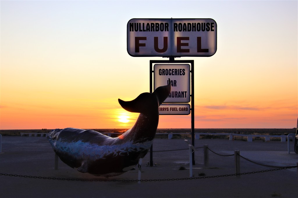 Southern Hairy nosed Wombat