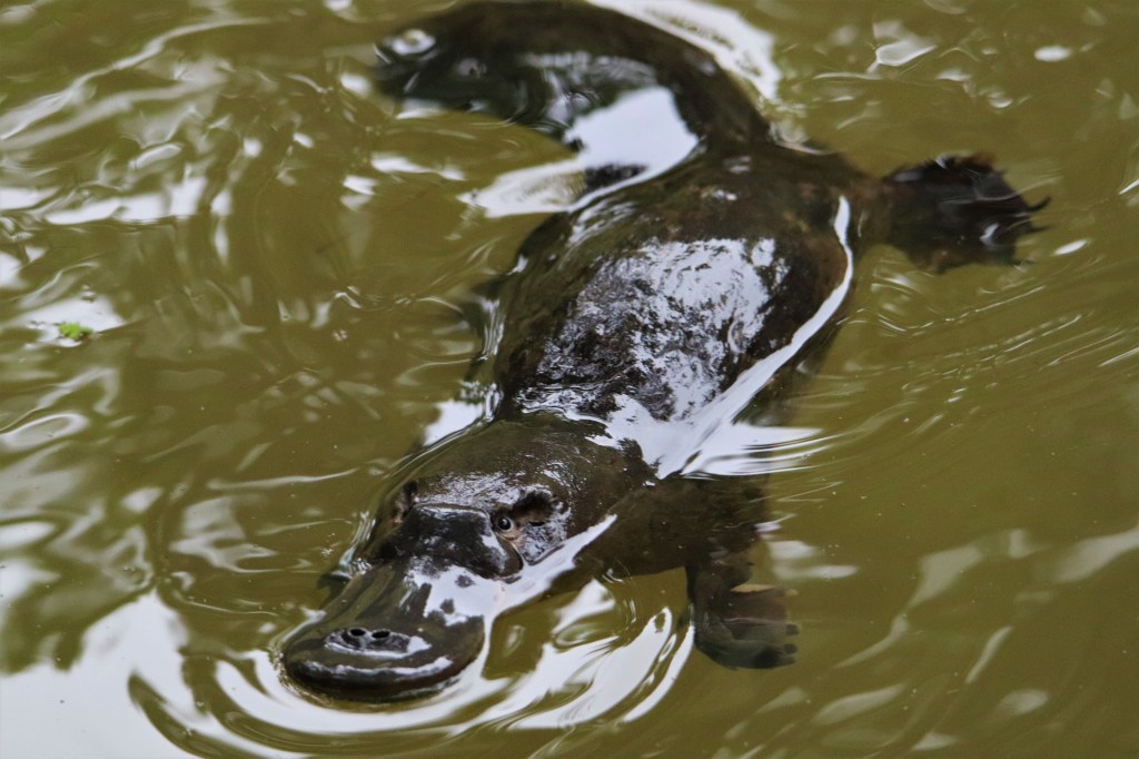 Wildlife Atherton Tablelands