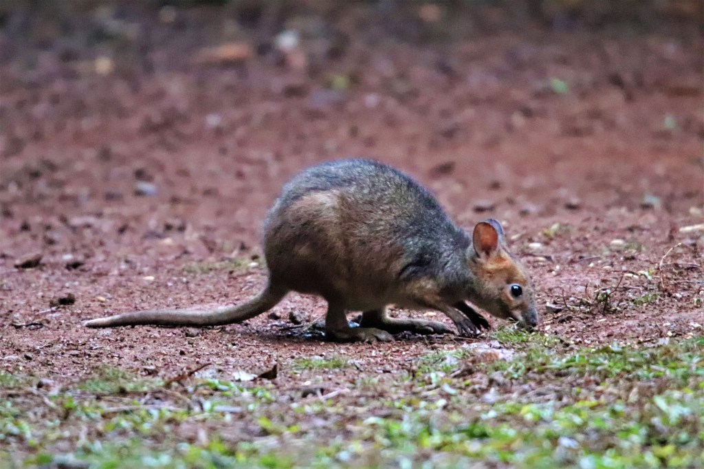 Wildlife Atherton Tablelands