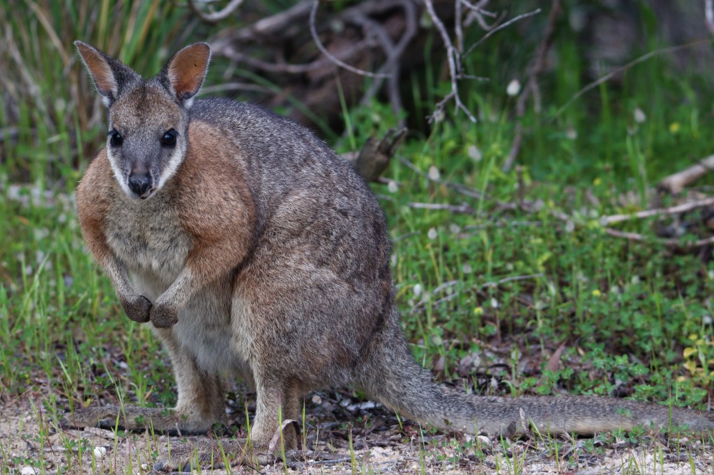 Tammar Wallaby