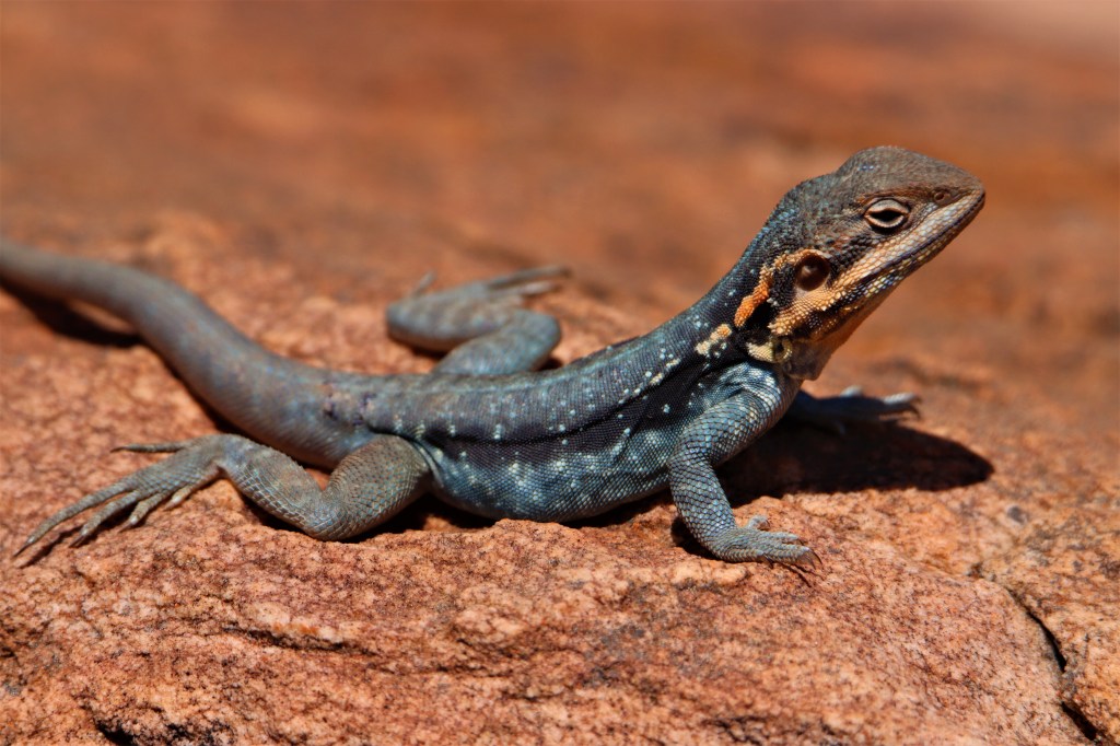 Yellow-footed Rock Wallaby