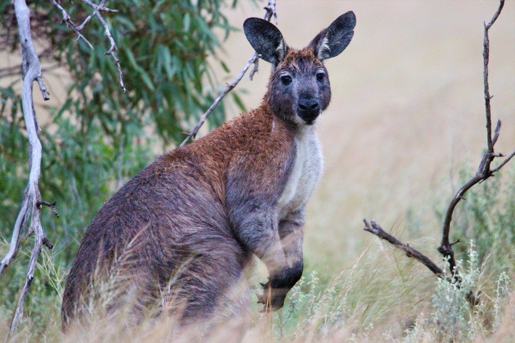 Southern Hairy nosed Wombat